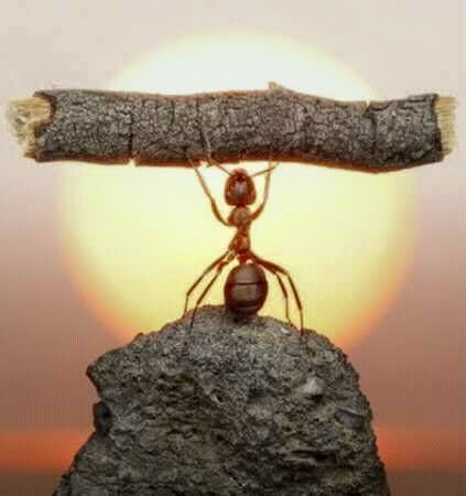 Шоргоолж хооллох нь ямар ашигтай вэ